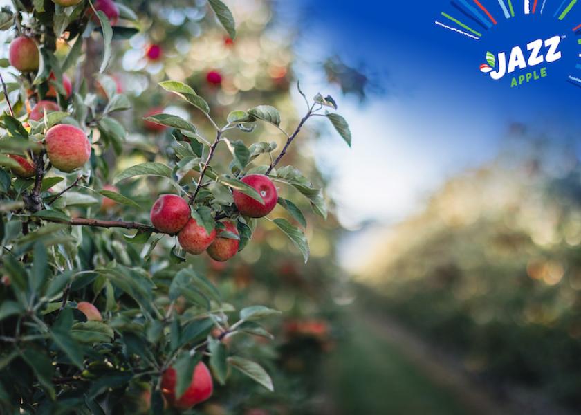 New Zealand Jazz Apple Season Begins The Packer